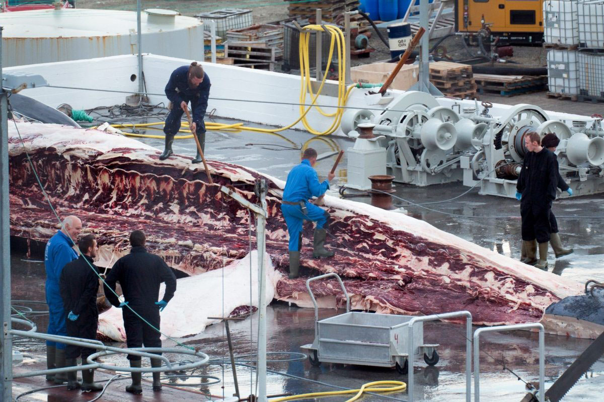 Beginn des isländischen Walfangs 2015: Ein Finnwal wird an Bord zerlegt.