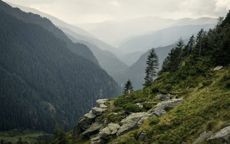 Beauty of the Carpathian Forest in Romania