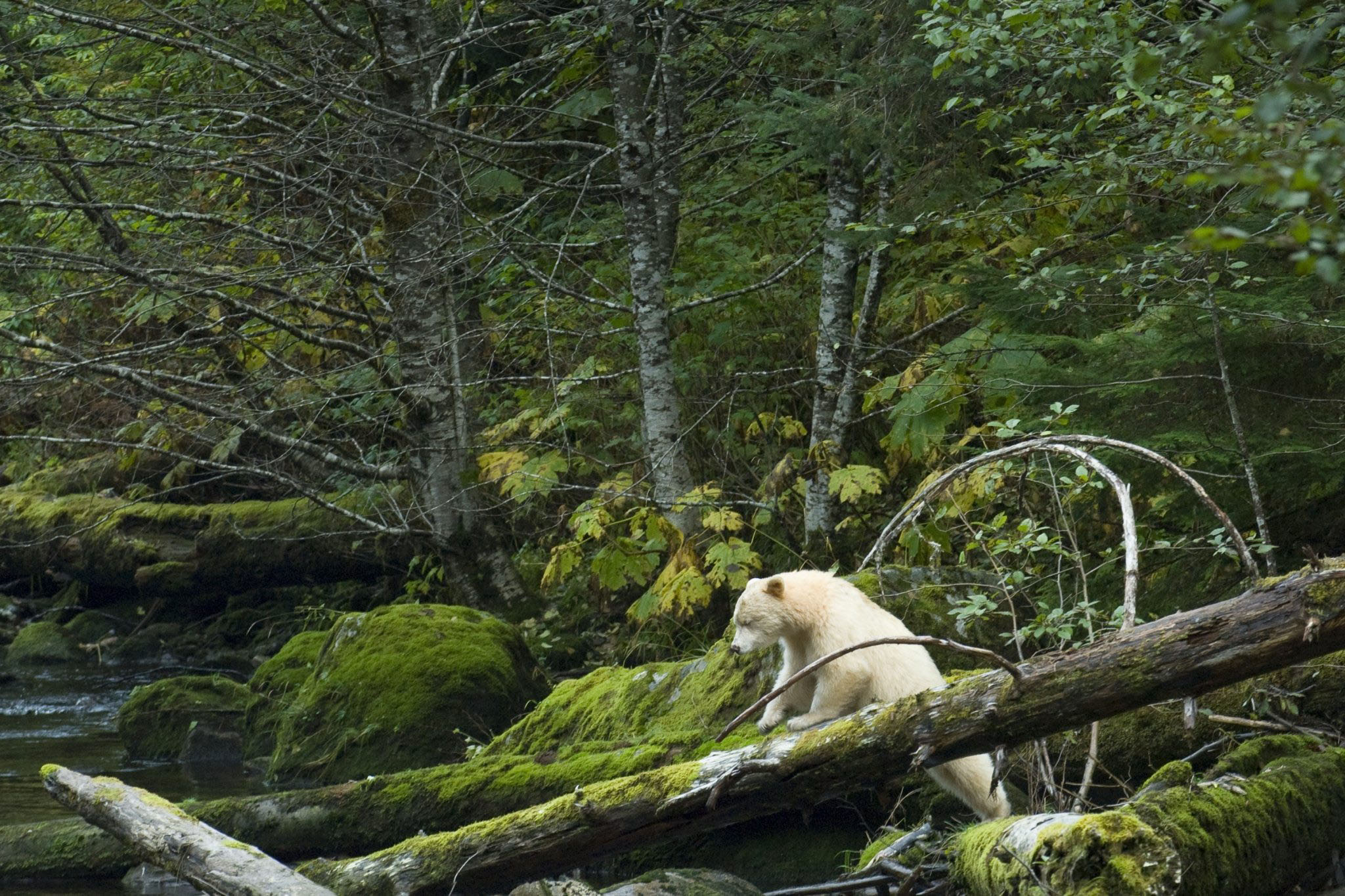 Bears live in forests. Great Bear Rainforest Канада. Гринпис природа. Дождевой лес Великого медведя. Гринпис сохранение лесов.