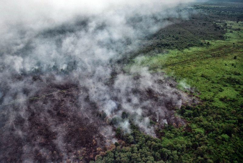 Forest Fires in Pelalawan Riau