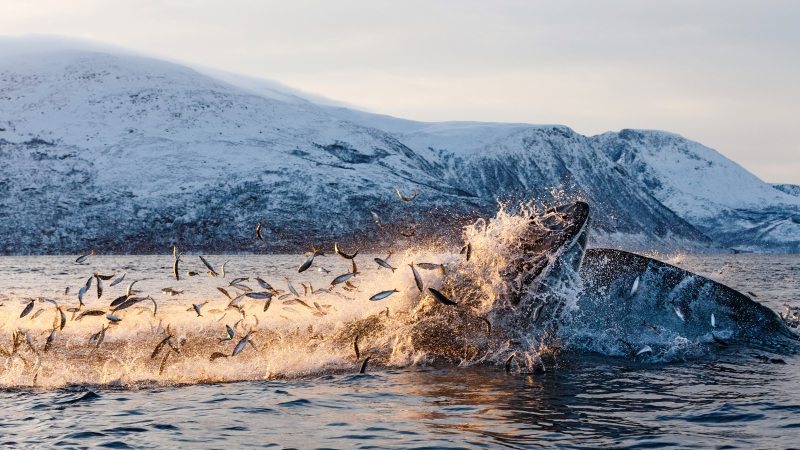 Braucht dringend Schutz: Das Nordpolarmeer ist ein beliebter Jagdplatz für Wale.