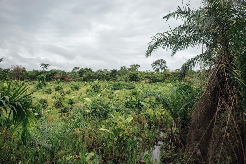 Tropical Peatland in the Democratic Republic of Congo