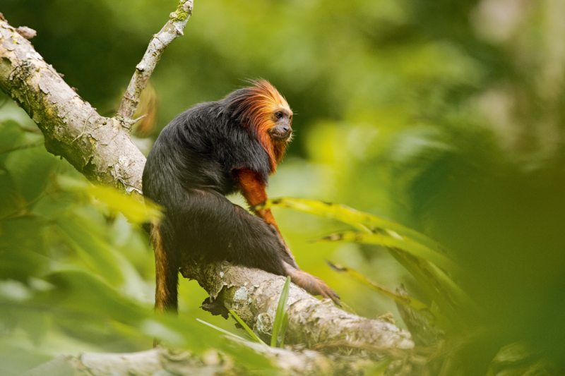 Brasilien, Mähnenäffchen, Bahia, Ilheus, Mata Atlantica