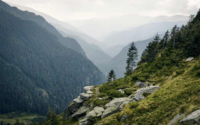 Beauty of the Carpathian Forest in Romania