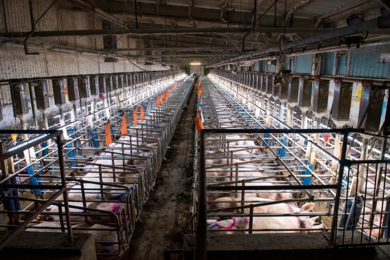 Sows and Piglets in Gestation Cages in ThuringiaSauen und Ferkel in Kastenstand in Thueringen