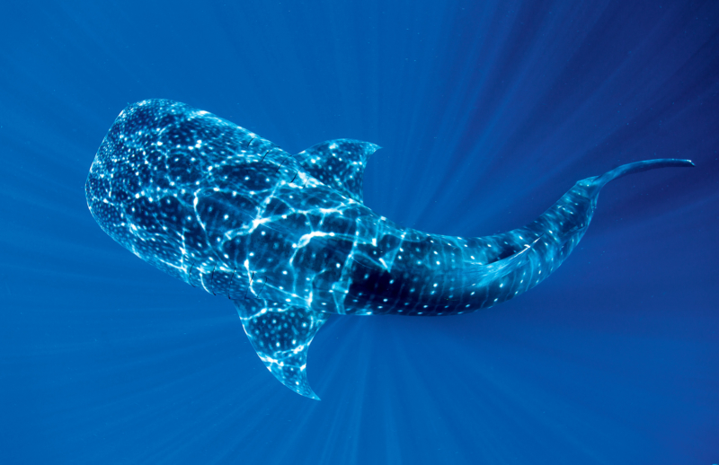 Der Walhai gehört zu den bedrohten Meerestieren. Deren Über­leben könnte ein globales Netz von Schutzgebieten sichern, das sich von der Arktis bis ins antarktische Weddellmeer spannt