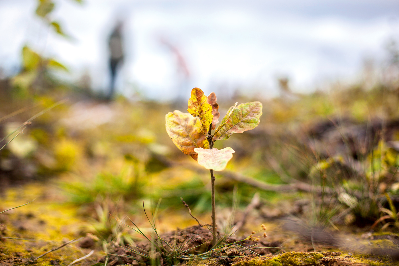 Tree Planting in Russia