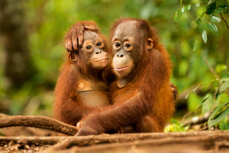 Nyaru Menteng Orang Utan Project in KalimantanNyaru Menteng Orang-Utan Auswilderungsprojekt