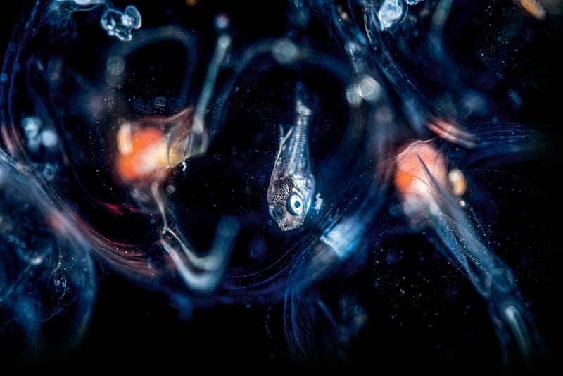 Fish in the Sargasso Sea