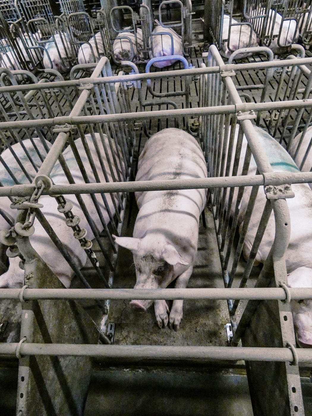 Gestation Cages at Factory Farm in GermanyKastenstand in der Massentierhaltung in Deutschland