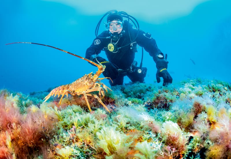 Diving Operation at Vema Seamount