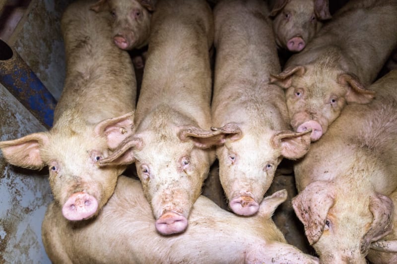Nur wenige Schweine dürfen sich draußen austoben. Einem Mastschwein in der konventionellen Landwirtschaft stehen laut Haltungsverordnung nur 0,75 Quadratmeter Platz zu