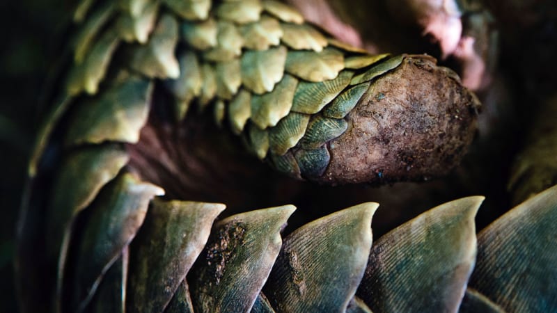 FabianWeiss_PangolinsSA_LMO9814_gpn320