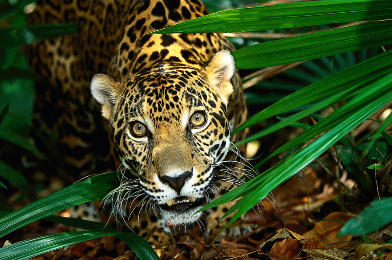 |[de] S‰ugetiere / Katzen |[en][AUTOTRANSLATE]  Mammals / cats |[fr][AUTOTRANSLATE]  MammifËres / chats