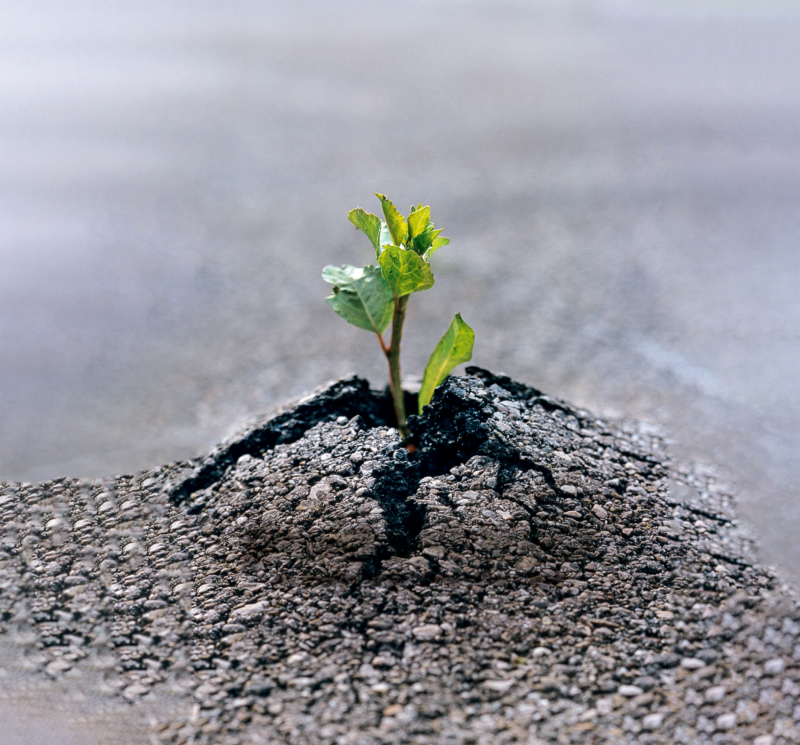 PICTURE PRESS-00146511-HighRes_4c