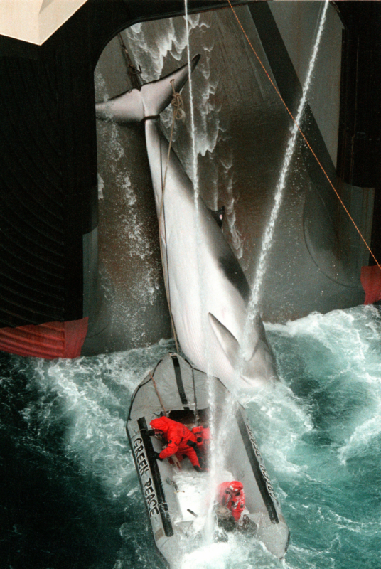 Südpolarmeer im Jahr 2000 - ein Meilenstein der Greenpeace-Geschichte: der erfolgreiche Kampf für den Schutz der Wale.