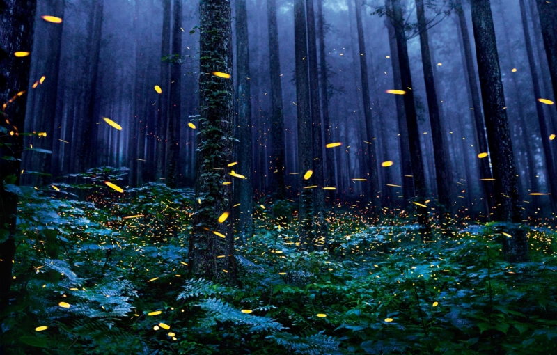 Fireflies_ac