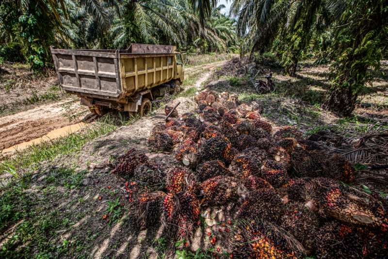 Der Anbau von Ölpalmen ist in Indonesien und Malaysia die größte Ursache für die Zerstörung der Regenwälder