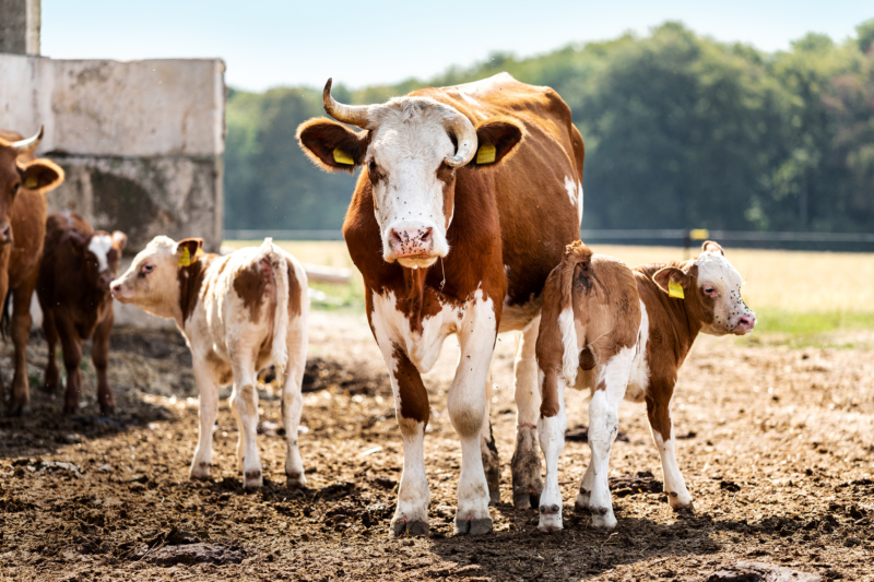 Rülpsende Kühe setzen klimaschädliches Methan frei. Fast zwei Drittel der Methan­emissionen in Deutschland entstehen in der Landwirtschaft