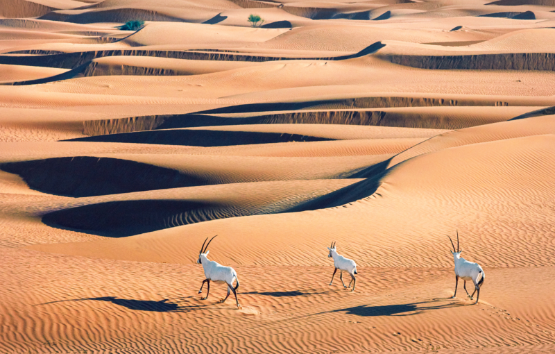 Einst in freier Wildbahn ausgerottete, durch ein weltweites Zuchtprogramm gerettete Antilope: die Arabische Oryx