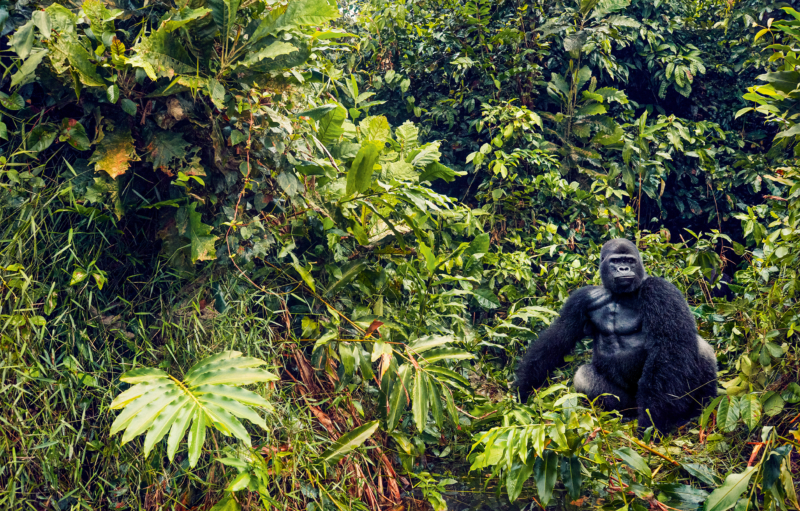 Durch Wilderei, Lebensraumzerstörung und bewaffnete Konflikte in Gefahr: der Westliche Flachlandgorilla in den Regenwäldern Zentralafrikas