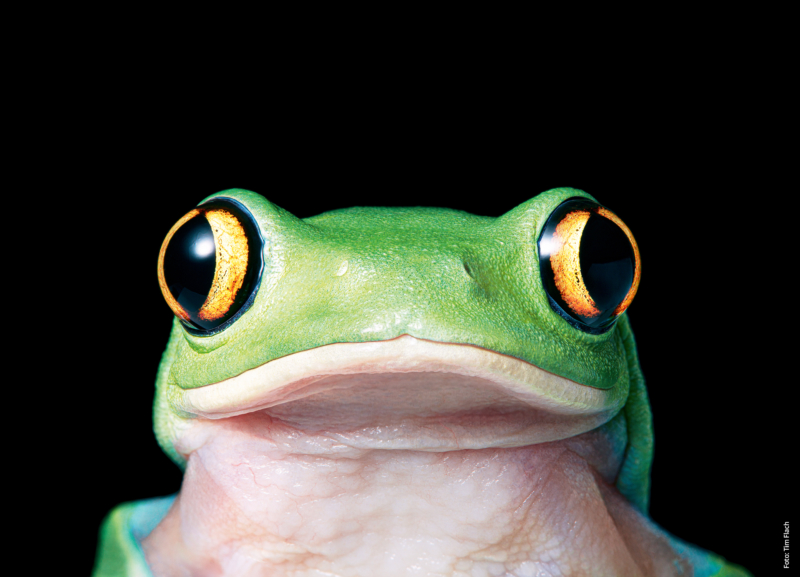 Yellow Eye Tree Frog copy