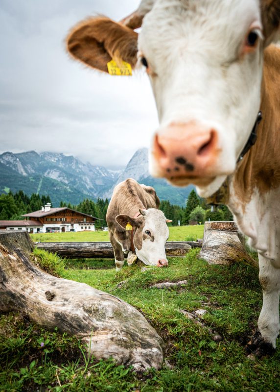 Milchkühe auf der Weide – dieser Anblick wird immer seltener