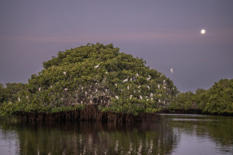 Viele Zugvögel aus Europa überwintern im Sine-Saloum-Nationalpark in Senegal
