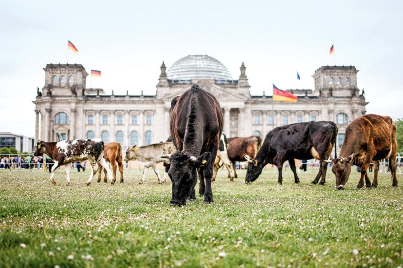 Grasende Rinder auf der Reichstagswiese in Berlin – mit dieser Aktion sorgten Greenpeace und die Arbeitsgemeinschaft bäuerliche Landwirtschaft für mediale Aufmerksamkeit. Vor dem Weidegang befreiten Freiwillige das Terrain von Müll