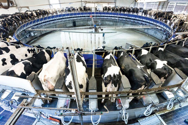 Einblick in die industrielle Milchwirtschaft: Auf diesem Karussell werden rund 70 Kühe gleichzeitig vollautomatisch gemolken