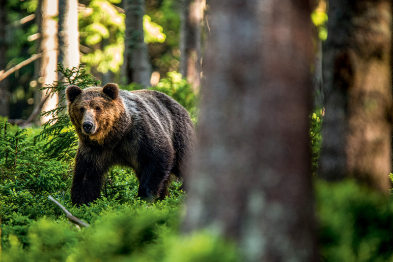Heimat seltener Spezies: Mehr als 7000 Braunbären, 3500 Wölfe und 2300 Luchse durchstreifen die Karpatenwälder