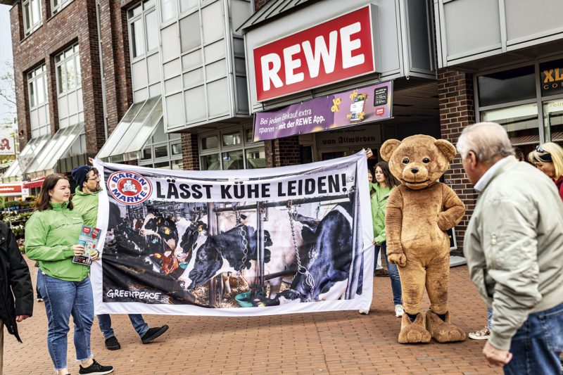 In vielen Städten protestierten Greenpeace-Ehrenamtliche gegen die Anbindehaltung von Kühen für Bärenmarkemilch