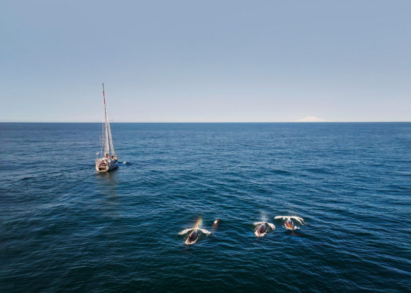 Cetacean Monitoring in Proposed Deep Sea Mining Area in Norway